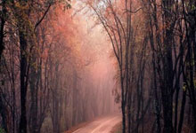 退赛后也要罚!泰山队被亚足联罚款6000美元.